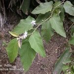 Solanum lanceolatum Hábito