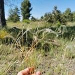 Stipa pennata Meyve