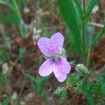 Erodium botrys Квітка