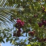 Syzygium paniculatum Hedelmä