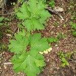 Heracleum lanatum Листок