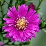 Symphyotrichum novi-belgii Bloem