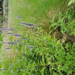 Agastache foeniculum Habit