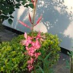 Gaura lindheimeri花