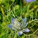 Nigella damascenaКвітка