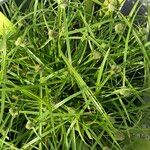 Cyperus hortensis عادت داشتن