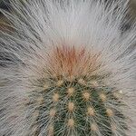 Echinocereus longisetus List