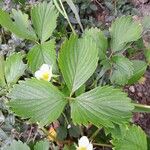 Fragaria × ananassa Leaf