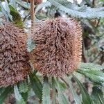 Banksia ornata