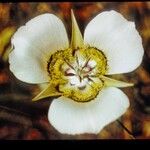 Calochortus gunnisonii Λουλούδι