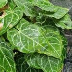 Anthurium crystallinum Hoja