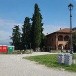 Cupressus sempervirens Leht