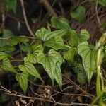 Dioscorea oppositifolia برگ