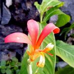 Canna indica Flower