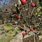 Crataegus azarolus Плод