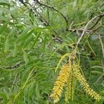 Prosopis glandulosa Floare