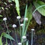 Eriocaulon aquaticum Лист