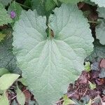 Lunaria annua Folla