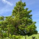 Pinus patula Leaf