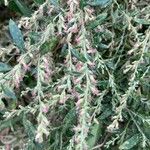 Artemisia princeps Květ