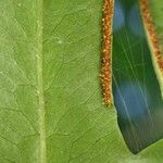 Pteris similis Hostoa