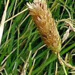 Festuca incurva