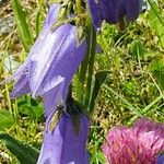 Campanula barbataFlor