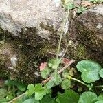 Saxifraga granulata 花