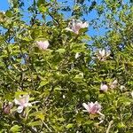 Magnolia × soulangeana Цветок