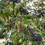 Ligustrum japonicum Fruit