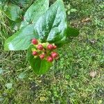 Hypericum androsaemum Blad