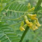 Astragalus penduliflorus ഫലം