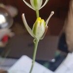 Albuca humilis Flower