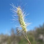 Polypogon maritimus Other