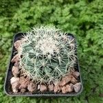 Mammillaria heyderi Fuelha