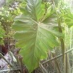 Philodendron giganteum Leaf