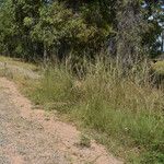 Bothriochloa bladhii Habitat