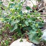 Rumex pulcher Leaf