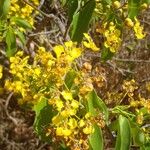Diplopterys pubipetala 花