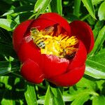 Paeonia peregrina Λουλούδι