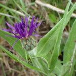 Cyanus triumfettii Flower