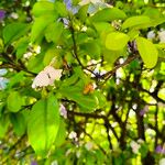 Brunfelsia australis Ліст