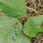 Erythrina droogmansiana Hoja