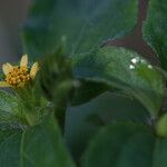 Synedrella nodiflora Цвят