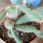 Cylindropuntia fulgida Folha