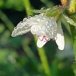 Pelargonium exhibens Flower