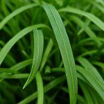 Allium paradoxum List