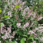 Syringa villosa Flower