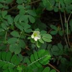 Kallstroemia pubescens Hábito