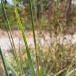 Sorghastrum nutans Bark